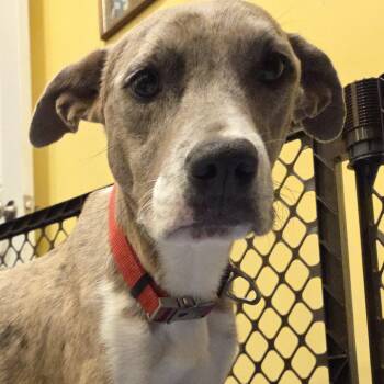 Catahoula Leopard Dog Dogs Available for Adoption - Delilah | PetCurious
