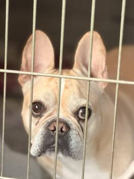 Gustav -  French Bulldog Dog for Adoption in Grant-Valkaria, Florida - Gustav | PetCurious