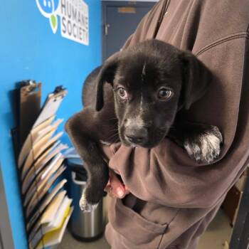 Axel -  Mixed Breed Dog for Adoption in Edwardsville, Illinois - Axel | PetCurious