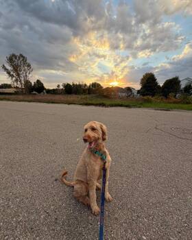 Ravioli -  Golden Retriever and Standard Poodle Dog for Adoption in Holland, Michigan - Ravioli | PetCurious