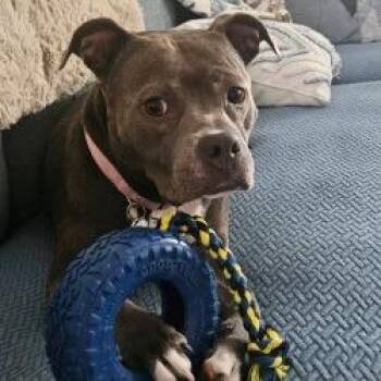 Lily -  Mixed Breed Dog for Adoption in Hobe Sound, Florida - Lily | PetCurious
