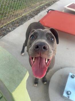 DORA -  Pit Bull Terrier Dog for Adoption in Charlotte, North Carolina - DORA | PetCurious
