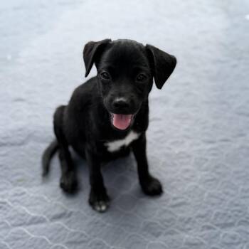 Rye -  Black Labrador Retriever Dog for Adoption in San Diego, California - Rye | PetCurious