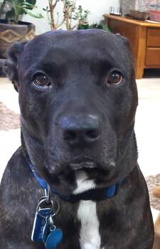 Rottweiler and German Shepherd Dog Dogs Available for Adoption in Appin, Ontario - Ryker | PetCurious