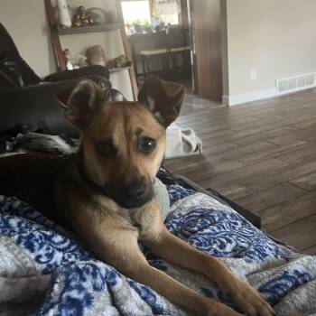Chihuahua Dogs Available for Adoption in Crystal Lake, Illinois - Tudy  | PetCurious