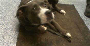 BUTTERFLY -  Pit Bull Terrier and Mixed Breed Dog for Adoption in Charlotte, North Carolina - BUTTERFLY | PetCurious