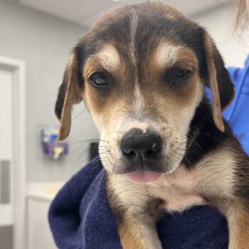 River Pup Male 5 -  Golden Retriever Dog for Adoption in Fairfax Station, Virginia - River Pup Male 5 | PetCurious