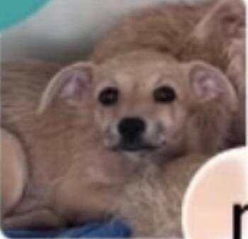 Terrier and Chihuahua Dogs Available for Adoption in Zimmerman, Minnesota - Tetra | PetCurious