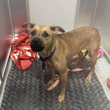 Nala -  Mixed Breed Dog for Adoption in Mentor, Ohio - Nala | PetCurious