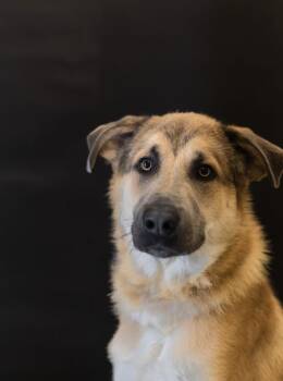 Thomas -  Anatolian Shepherd Dog for Adoption in Dickson, Tennessee - Thomas | PetCurious