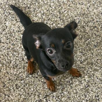 Hairbrush -  Chihuahua Dog for Adoption in Morganton, North Carolina - Hairbrush | PetCurious