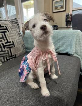 Terrier Dogs Available for Adoption - Flareon | PetCurious