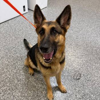 Helga -  German Shepherd Dog Dog for Adoption in Riverwoods, Illinois - Helga | PetCurious