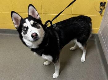 Siberian Husky Dogs Available for Adoption in Colorado Springs, Colorado - PO AKA MORTICIA | PetCurious