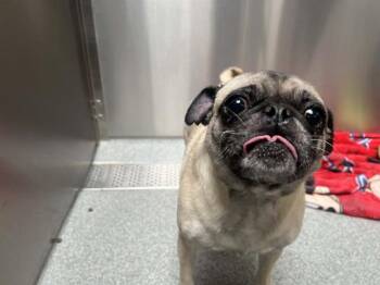 Pug Dogs Available for Adoption in Tustin, California - SUNDAE | PetCurious