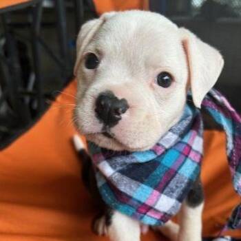 Asperitas -  Mixed Breed Dog for Adoption in Austin, Texas - Asperitas | PetCurious