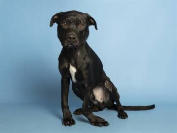 PADFOOT -  Labrador Retriever and Mixed Breed Dog for Adoption in Phoenix, Arizona - PADFOOT | PetCurious