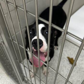 Whinnie -  Pit Bull Terrier Dog for Adoption in Carlyle, Illinois - Whinnie | PetCurious