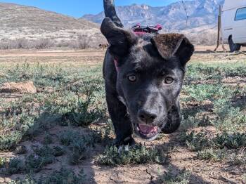 German Shepherd Dog and Labrador Retriever Dogs Available for Adoption in Nucla, Colorado - Mavis Dayton | PetCurious