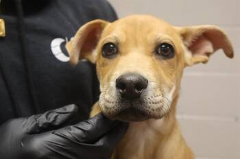 Mixed Breed Dogs Available for Adoption in Columbia, South Carolina - CARAMEL | PetCurious