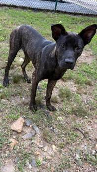 Brando -  Shepherd Dog Available for Adoption in Little Rock, Arkansas - Brando | PetCurious