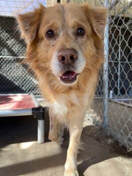 Golden Retriever and Nova Scotia Duck Tolling Retriever Dogs Available for Adoption - Nugget | PetCurious