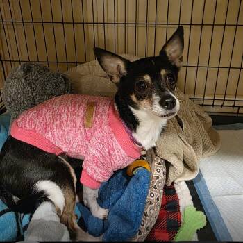 Rat Terrier and Chihuahua Dogs Available for Adoption in Tipton, Indiana - Tiger Lily (Maki) | PetCurious