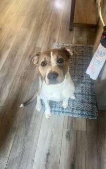 Rescue Pit Bull Terrier Dogs for Adoption in Deerfield, Wisconsin - Kylo (Tonkawa) | PetCurious