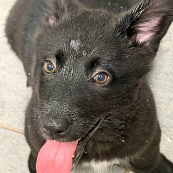 PEACHES -  Shepherd Dog for Adoption in West Palm Beach, Florida - PEACHES | PetCurious