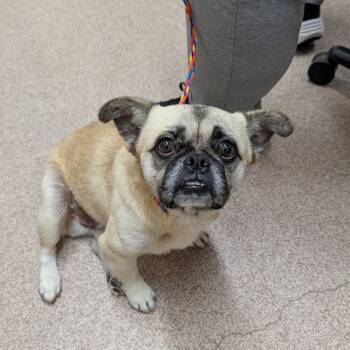 Rescue Pug and French Bulldog Dogs for Adoption in New York, New York - Farfally | PetCurious