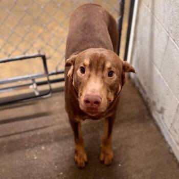Dookie -  Mixed Breed and Doberman Pinscher Dog for Adoption in Springboro, Ohio - Dookie | PetCurious