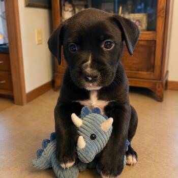 Ashley -  Labrador Retriever and Border Collie Dog for Adoption in South Elgin, Illinois - Ashley | PetCurious