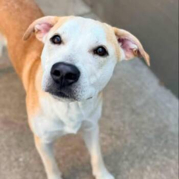 Pete -  Mixed Breed Dog for Adoption in Oak Brook, Illinois - Pete | PetCurious