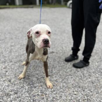 Pit Bull Terrier Dogs Available for Adoption in Clanton, Alabama - Squish | PetCurious