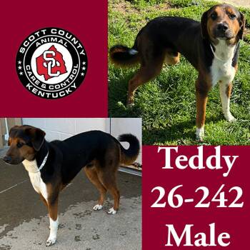 Shepherd Dogs Available for Adoption in Georgetown, Kentucky - Teddy | PetCurious