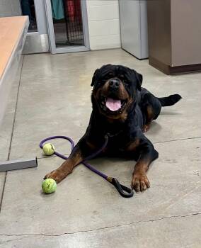 Rottweiler Dogs Available for Adoption in Chapel Hill, North Carolina - ZEUS FRANKLIN  | PetCurious