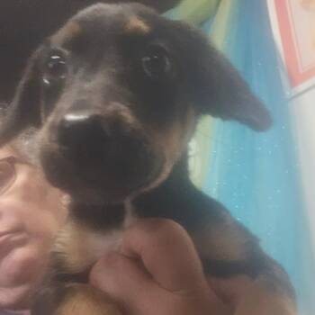Zena -  Black And Tan Coonhound Dog for Adoption in Mount Vernon, Arkansas - Zena | PetCurious