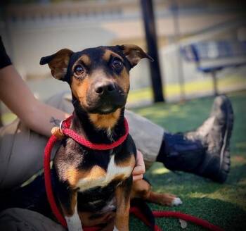 BAILEY -  Miniature Pinscher and Mixed Breed Dog for Adoption in Orlando, Florida - BAILEY | PetCurious