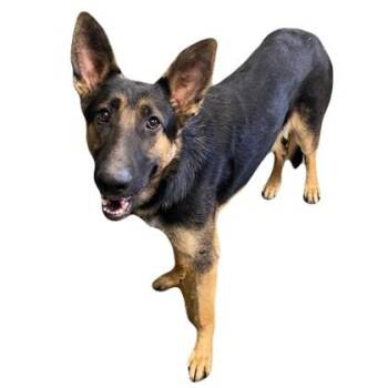 Odin -  German Shepherd Dog Dog for Adoption in Red Bluff, California - Odin | PetCurious
