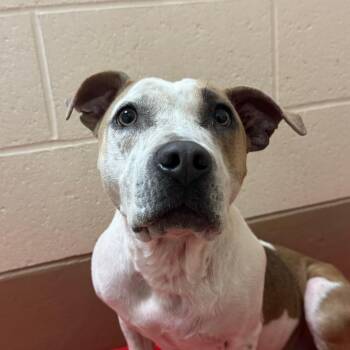 Chai -  Cattle Dog and Mixed Breed Dog for Adoption in Reno, Nevada - Chai | PetCurious