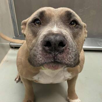 Rescue Pit Bull Terrier Dogs for Adoption in Spring Hill, Kansas - Neville | PetCurious