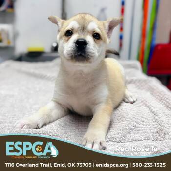 Mixed Breed Dogs Available for Adoption - Red Roselle | PetCurious