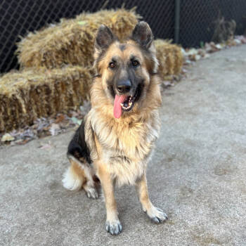 Rescue German Shepherd Dog Dogs for Adoption in Grand Rapids, Michigan - Caramel | PetCurious