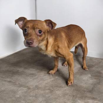 Rocky -  Chihuahua Dog for Adoption in Dallas, Georgia - Rocky | PetCurious