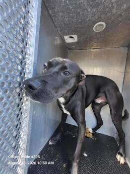 KODA -  American Staffordshire Terrier Dog for Adoption in San Antonio, Texas - KODA | PetCurious