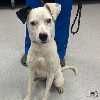 Rescue Border Collie and Labrador Retriever Dogs for Adoption in Washington, District Of Columbia - Liv | PetCurious