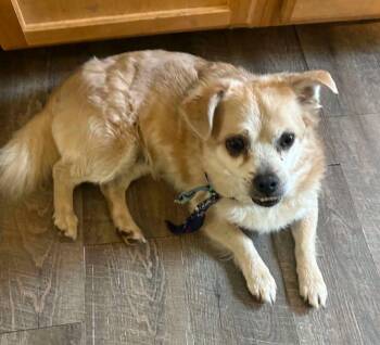 Wolf -  Mixed Breed Dog for Adoption in Hop Bottom, Pennsylvania - Wolf | PetCurious