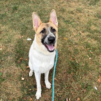 Kristi -  Mixed Breed Dog for Adoption in Skokie, Illinois - Kristi | PetCurious