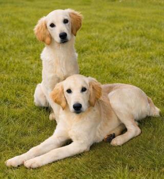 Golden Retriever Dogs Available for Adoption in Thompson Falls, Montana - Carlton | PetCurious