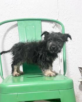 Yorkshire Terrier Dogs Available for Adoption in Miami, Florida - Jazz | PetCurious